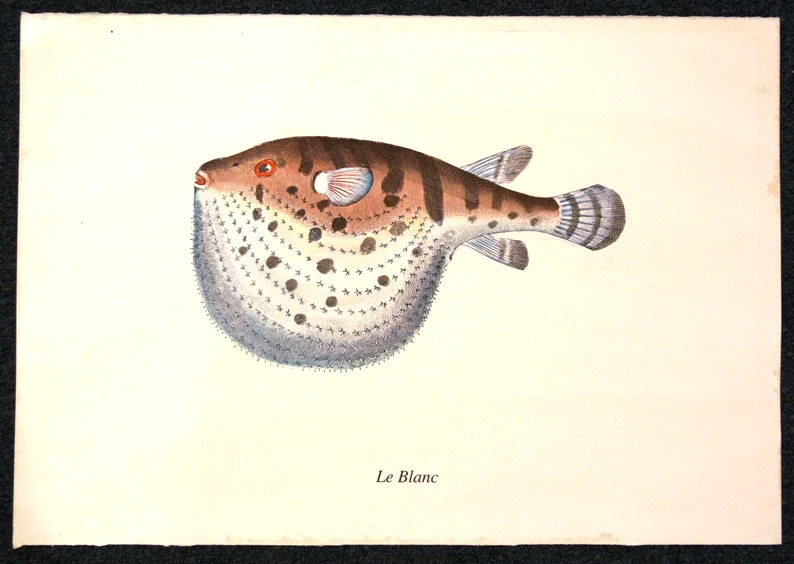 pesce – le blanc - Arredamento marinaresco