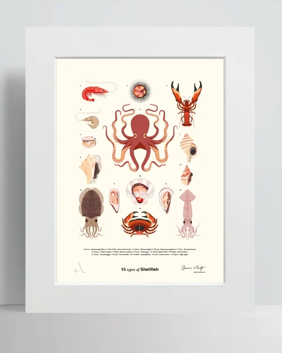 15 types of shellfish - Arredamento marinaresco