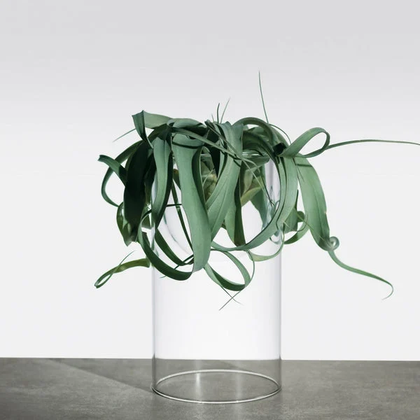 Topless, vaso in vetro per cactus e orchidee - Blueside Emotional Design