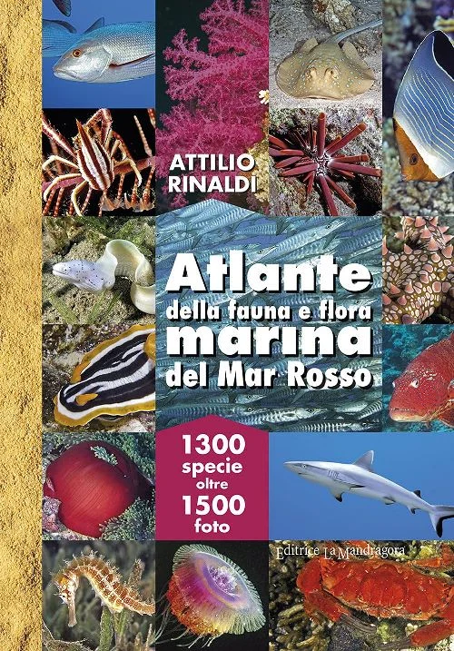 atlante della fauna e flora marina del mar rosso - Libri e DVD
