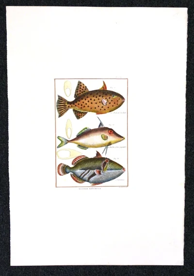 pesci – histoire naturelle, planche 11 - Arredamento marinaresco