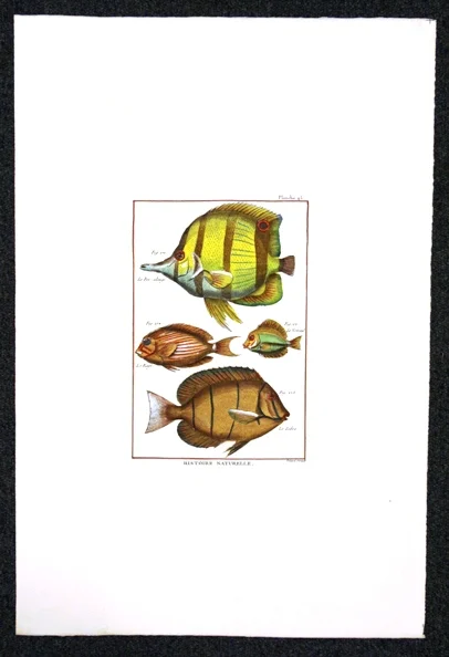 pesci – histoire naturelle, planche 45 - Arredamento marinaresco