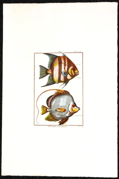 pesci – histoire naturelle, planche 46 - Arredamento marinaresco
