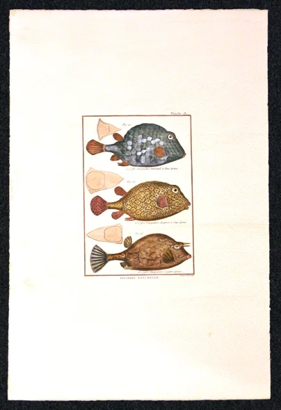pesci – histoire naturelle, planche 13 - Arredamento marinaresco
