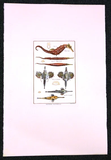 pesci – histoire naturelle, planche 22 - Arredamento marinaresco