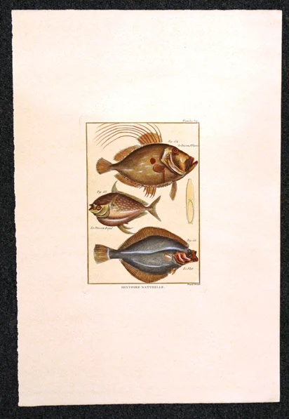 pesci – histoire naturelle, planche 39 - Arredamento marinaresco