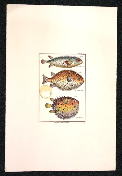 pesci – histoire naturelle, planche 19 - Arredamento marinaresco