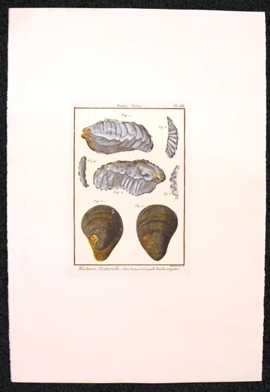 conchiglie – histoire naturelle, huitre (ostrea) planche 188 - Arredamento marinaresco