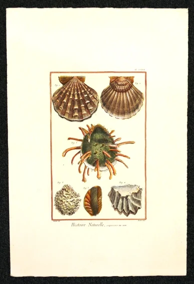 conchiglie – histoire naturelle, planche LXXII - Arredamento marinaresco