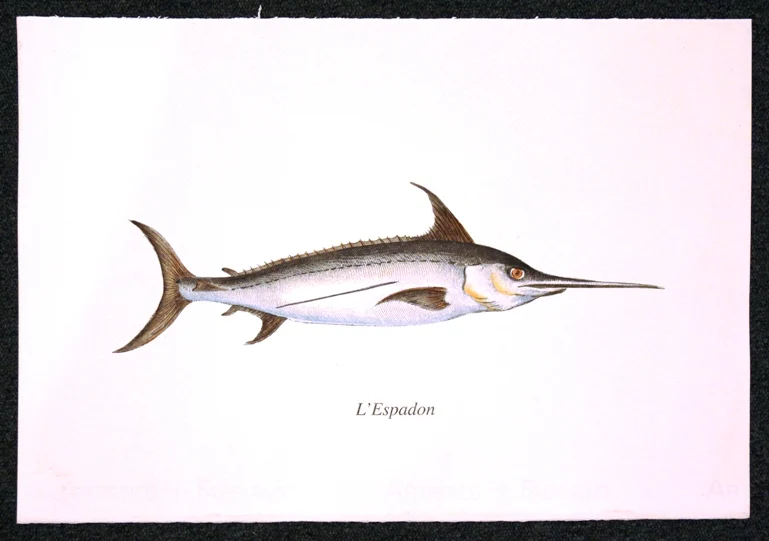 pesce – l’espadon - Arredamento marinaresco