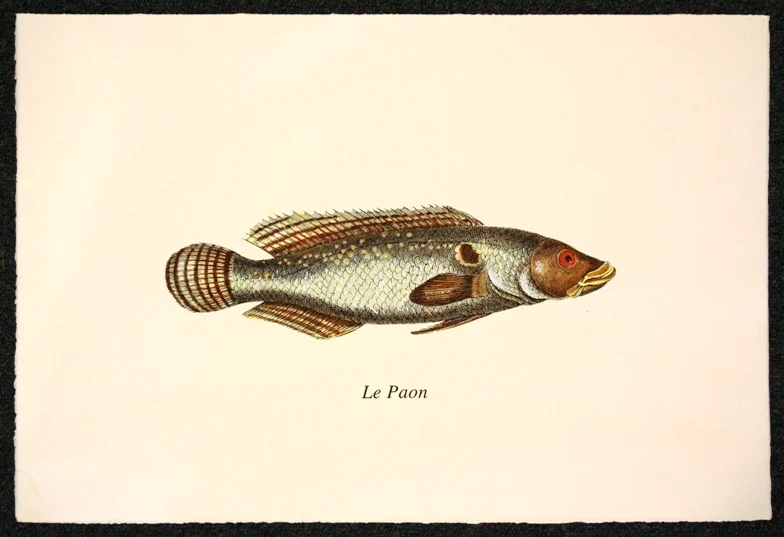 pesce – le paon - Arredamento marinaresco