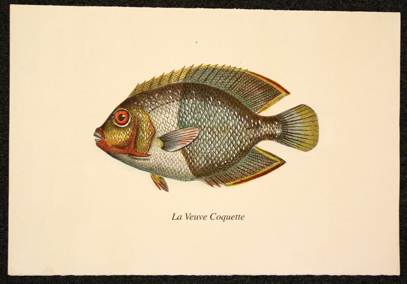 pesce – la veuve coquette - Arredamento marinaresco