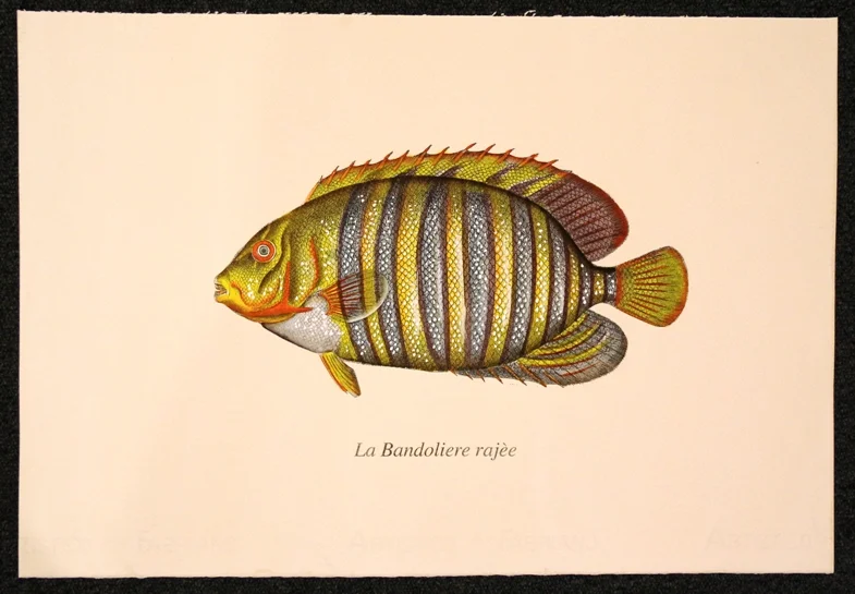 pesce – la bandoliere rajee - Arredamento marinaresco