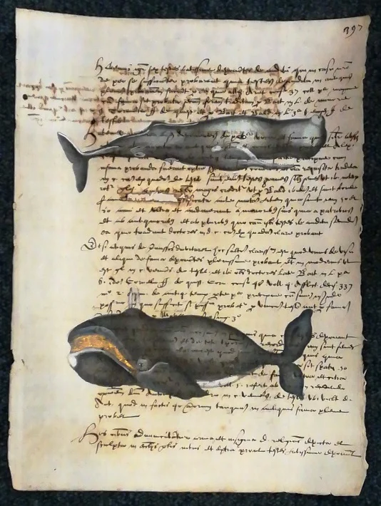 cetacei su carta antica – cachalot trumpo e la baleine franche - Arredamento marinaresco