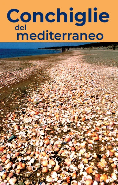 conchiglie del mediterraneo - Libri e DVD