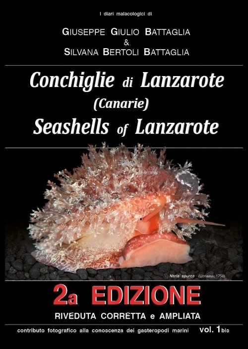 conchiglie di lanzarote (canarie) - Libri e DVD