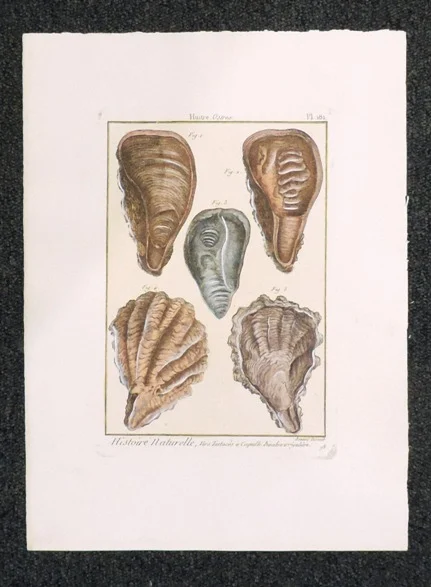conchiglie – histoire naturelle, huitre (ostrea) planche 181 - Arredamento marinaresco
