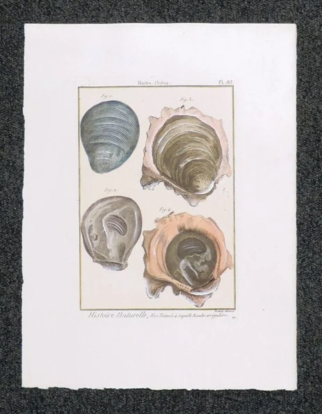 conchiglie – histoire naturelle, huitre (ostrea) planche 183 - Arredamento marinaresco