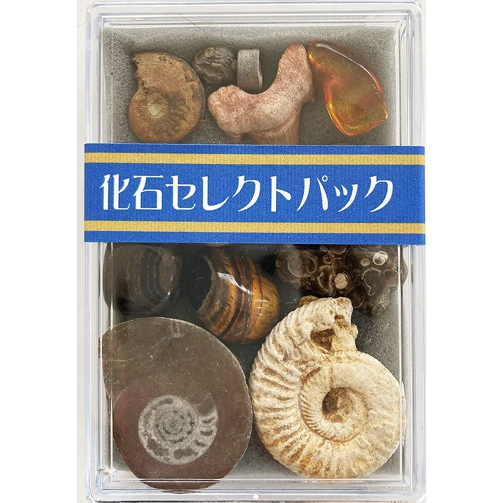 Fossil Collezione di 12 Fossili Dall'Era Precambriana a Cenozoica - WAFUU JAPAN