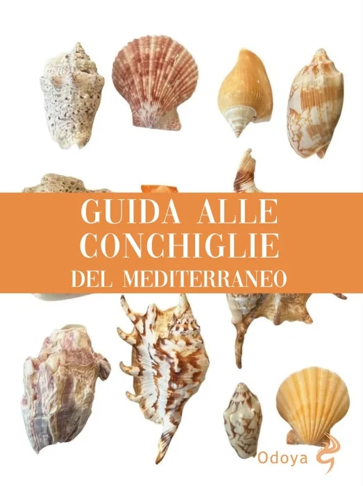 guida alle conchiglie del mediterraneo - Libri e DVD