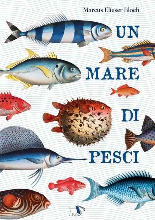 un mare di pesci - Libri e DVD