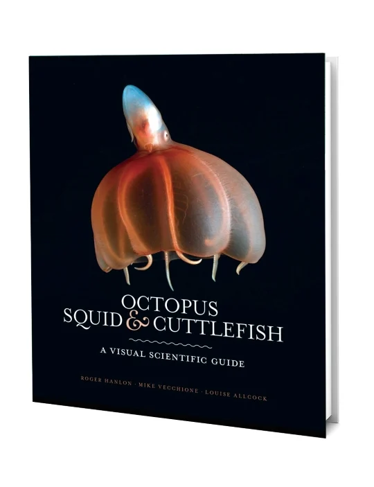 octopus, squid & cuttlefish - Libri e DVD