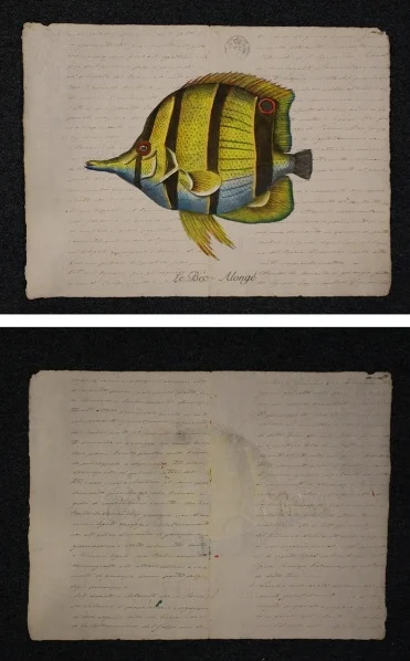pesce su carta antica – le bec alonge - Arredamento marinaresco