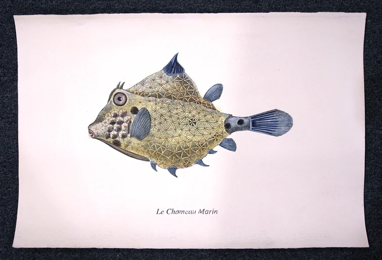 pesce – le chameau marin - Arredamento marinaresco