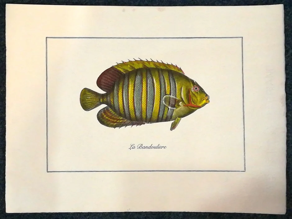 pesce – la bandouliere - Arredamento marinaresco