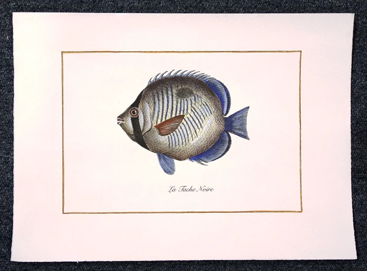 pesce – la tache noire - Arredamento marinaresco