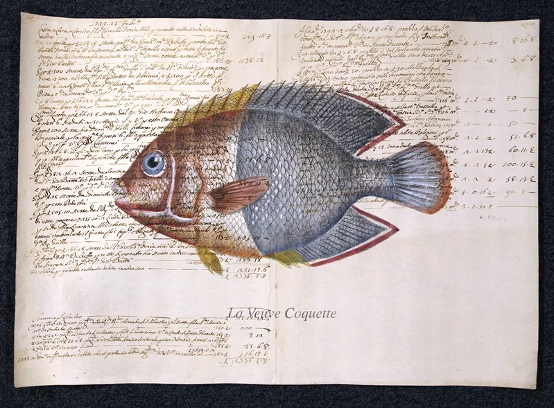 pesce su carta antica – la veuve coquette - Arredamento marinaresco