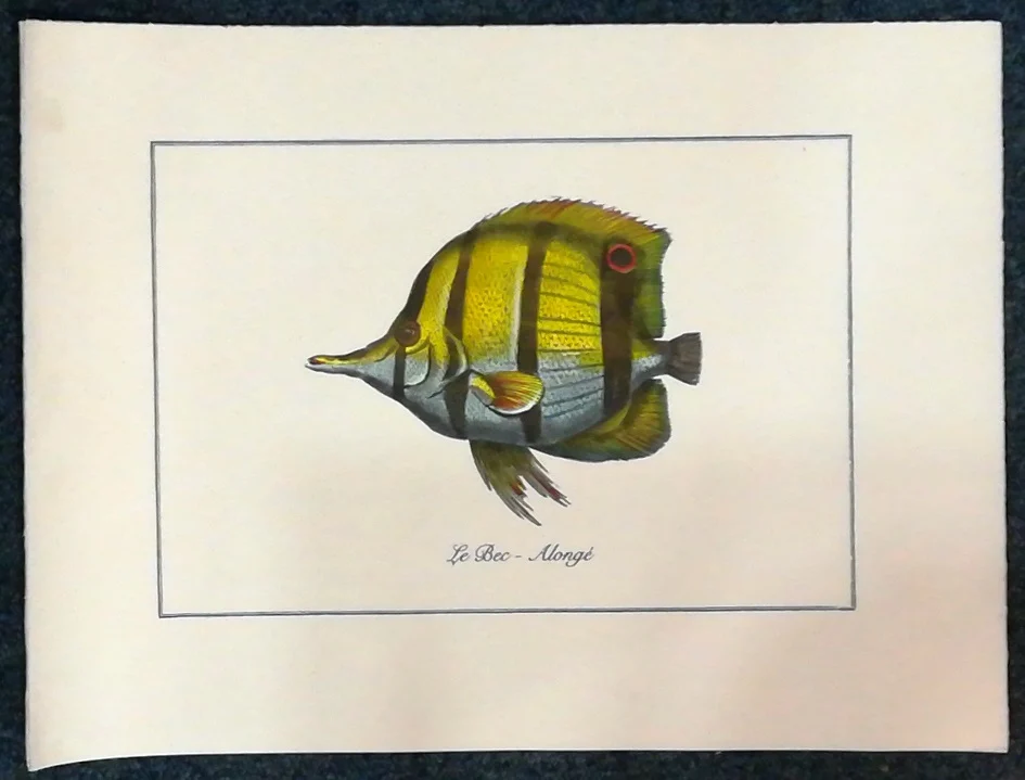 pesce – le bec alonge - Arredamento marinaresco