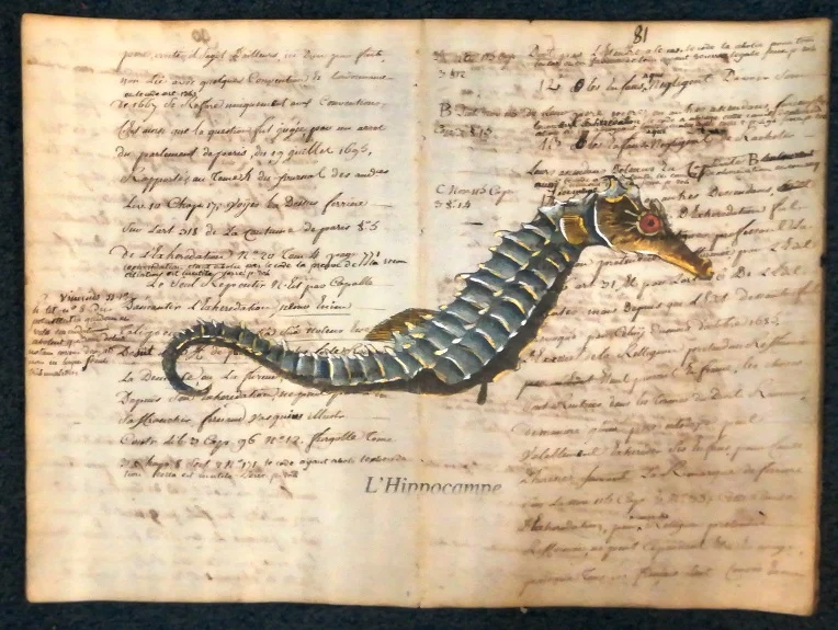 pesce su carta antica – l’hippocampe - Arredamento marinaresco