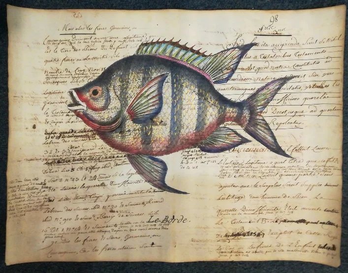 pesce su carta antica – le borde - Arredamento marinaresco