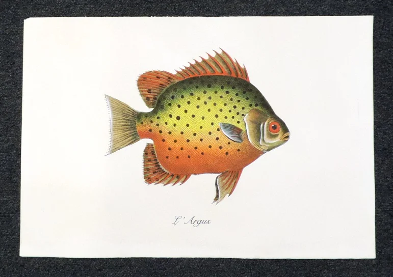 pesce – l’argus - Arredamento marinaresco