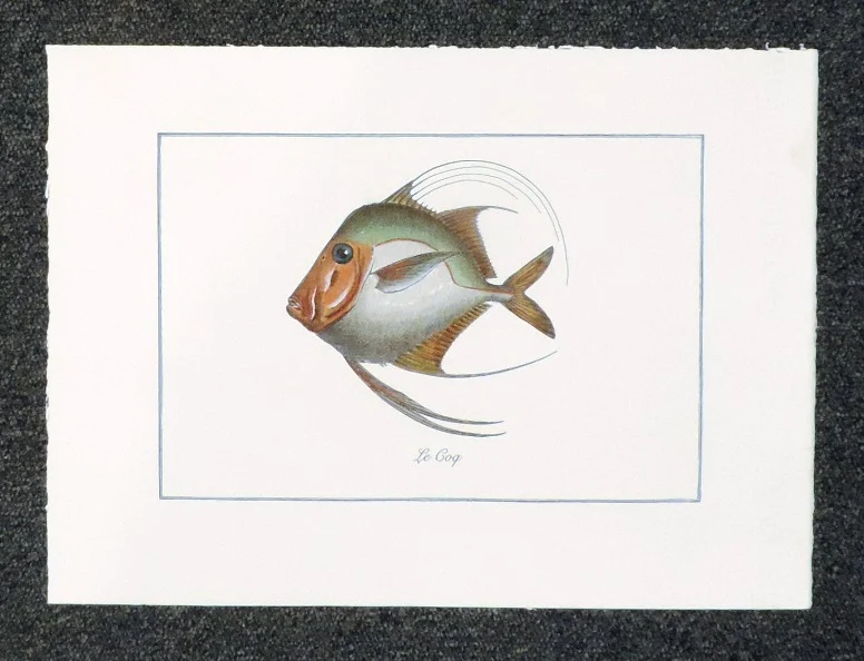 pesce – le coq - Arredamento marinaresco