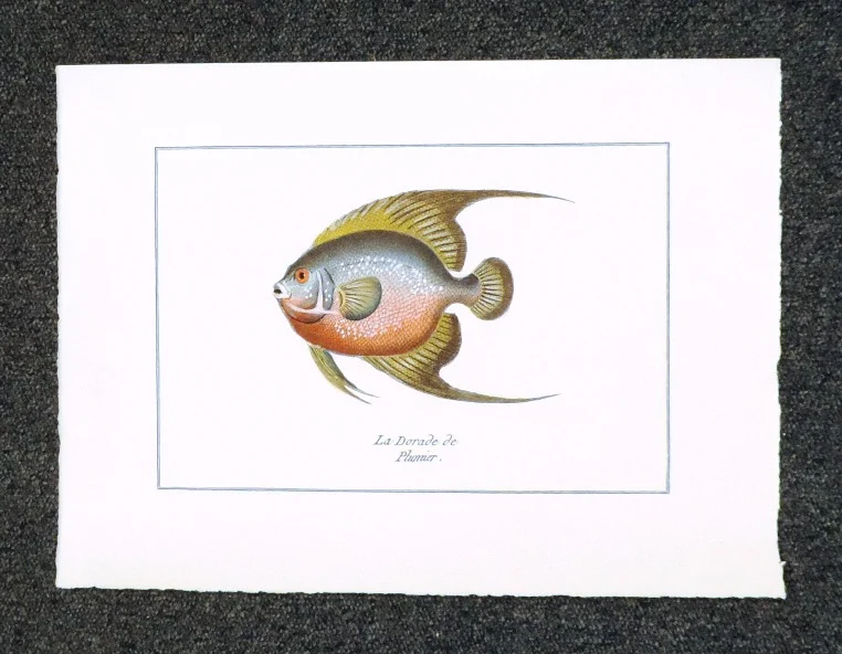 pesce – la dorade de plumier - Arredamento marinaresco