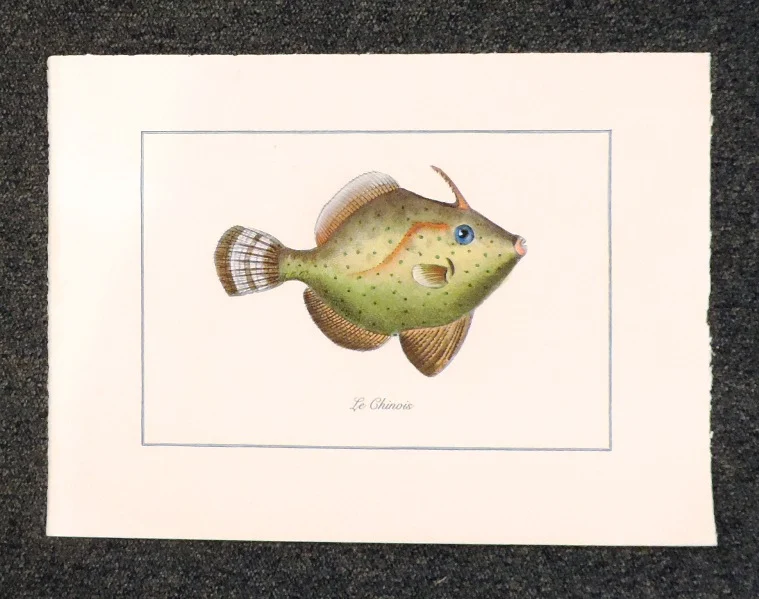 pesce – le chinois - Arredamento marinaresco