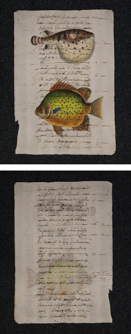 pesci su carta antica – le blanc e l’argus - Arredamento marinaresco