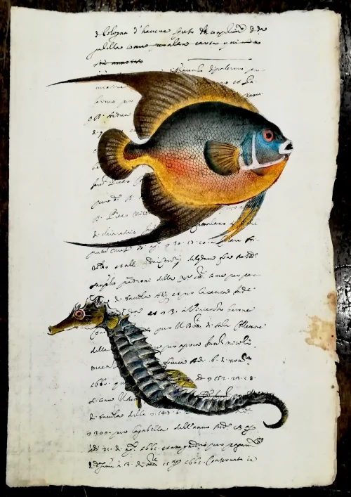 pesci su carta antica – la dorade e l’hippocampe - Arredamento marinaresco