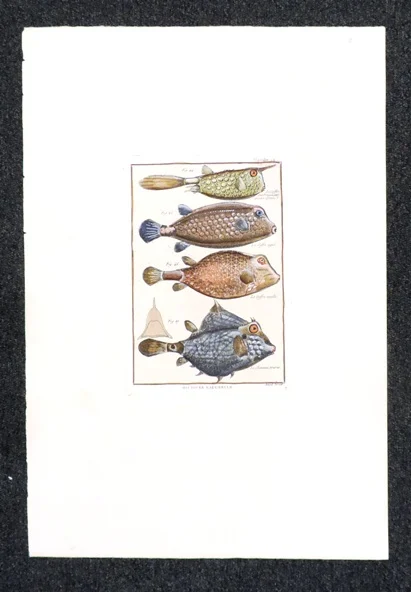 pesci – histoire naturelle, planche 14 - Arredamento marinaresco