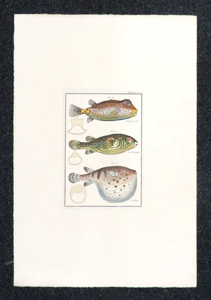pesci – histoire naturelle, planche 15 - Arredamento marinaresco
