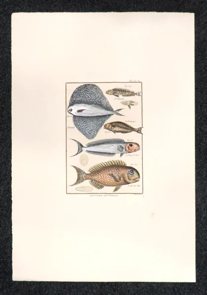 pesci – histoire naturelle, planche 34 - Arredamento marinaresco