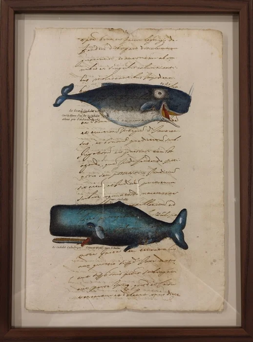 quadro “cetacei su carta antica – le grand cachalot e le cachalot cylindrique” - Arredamento marinaresco