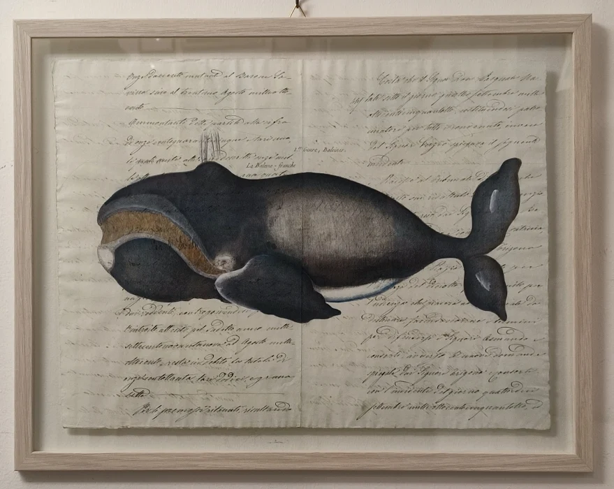 quadro “cetaceo su carta antica – la baleine franche” - Arredamento marinaresco