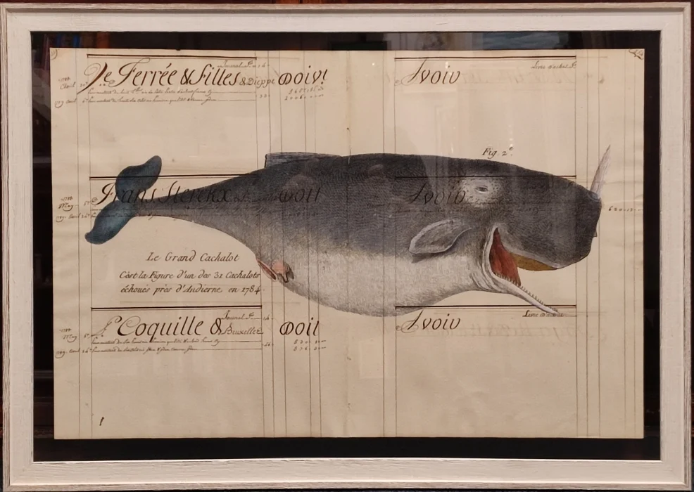 Quadro “Cetaceo su carta antica – Le Grand Cachalot” - Arredamento marinaresco