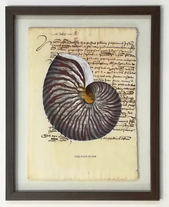 quadro “conchiglia su carta antica – nautilus” - Arredamento marinaresco