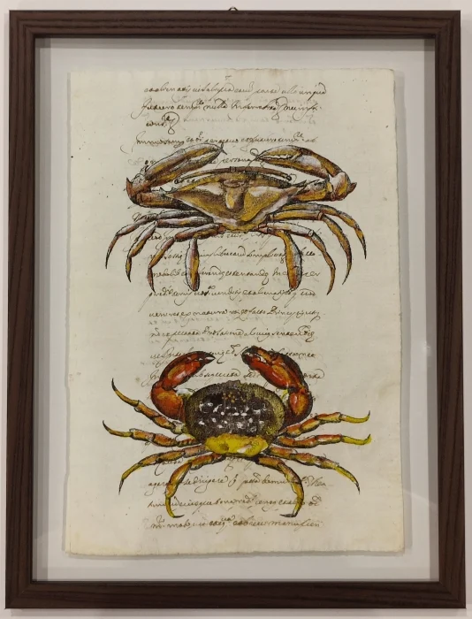 quadro “crostacei su carta antica – monoftalmo spinoso e granchio corallino” - Arredamento marinaresco
