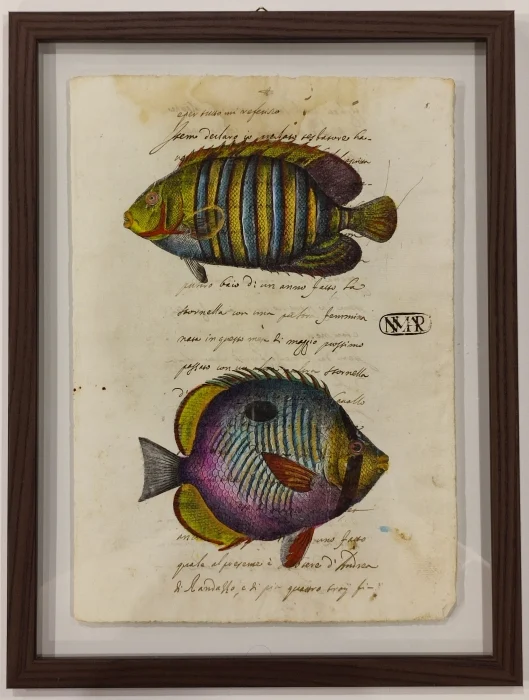 quadro “pesci su carta antica – la bandoliere rajee e la tache noire” - Arredamento marinaresco