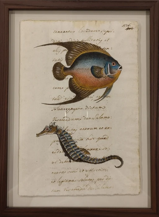 quadro “pesci su carta antica – la dorade e l’hippocampe” - Arredamento marinaresco